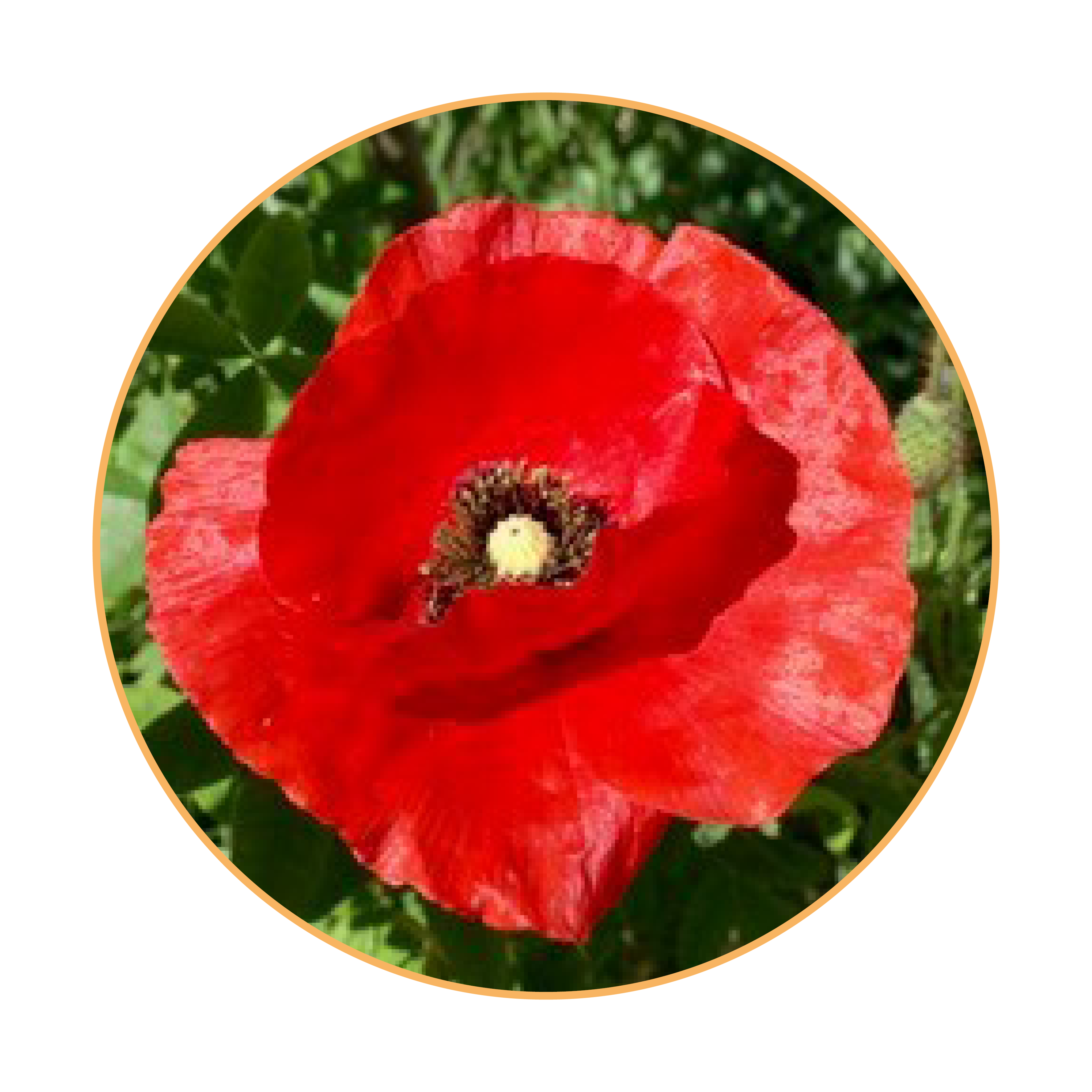 Photo label villes et villages fleuris